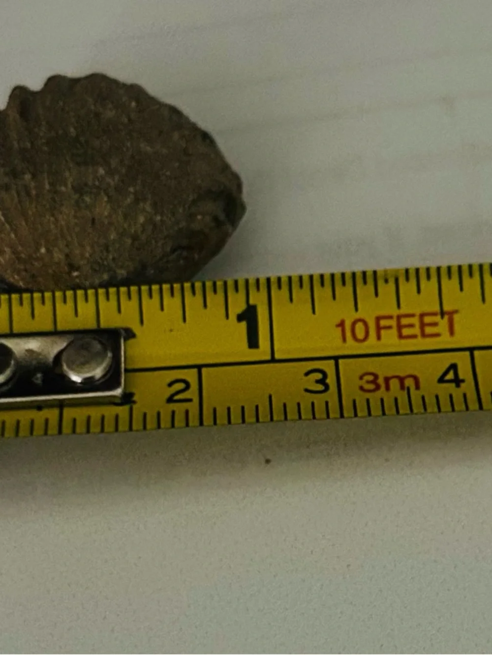 Brachiopod fossil
